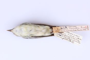 Media type: image;   Ornithology 247754 Description: Dendroica cerulea;  Aspect: ventral